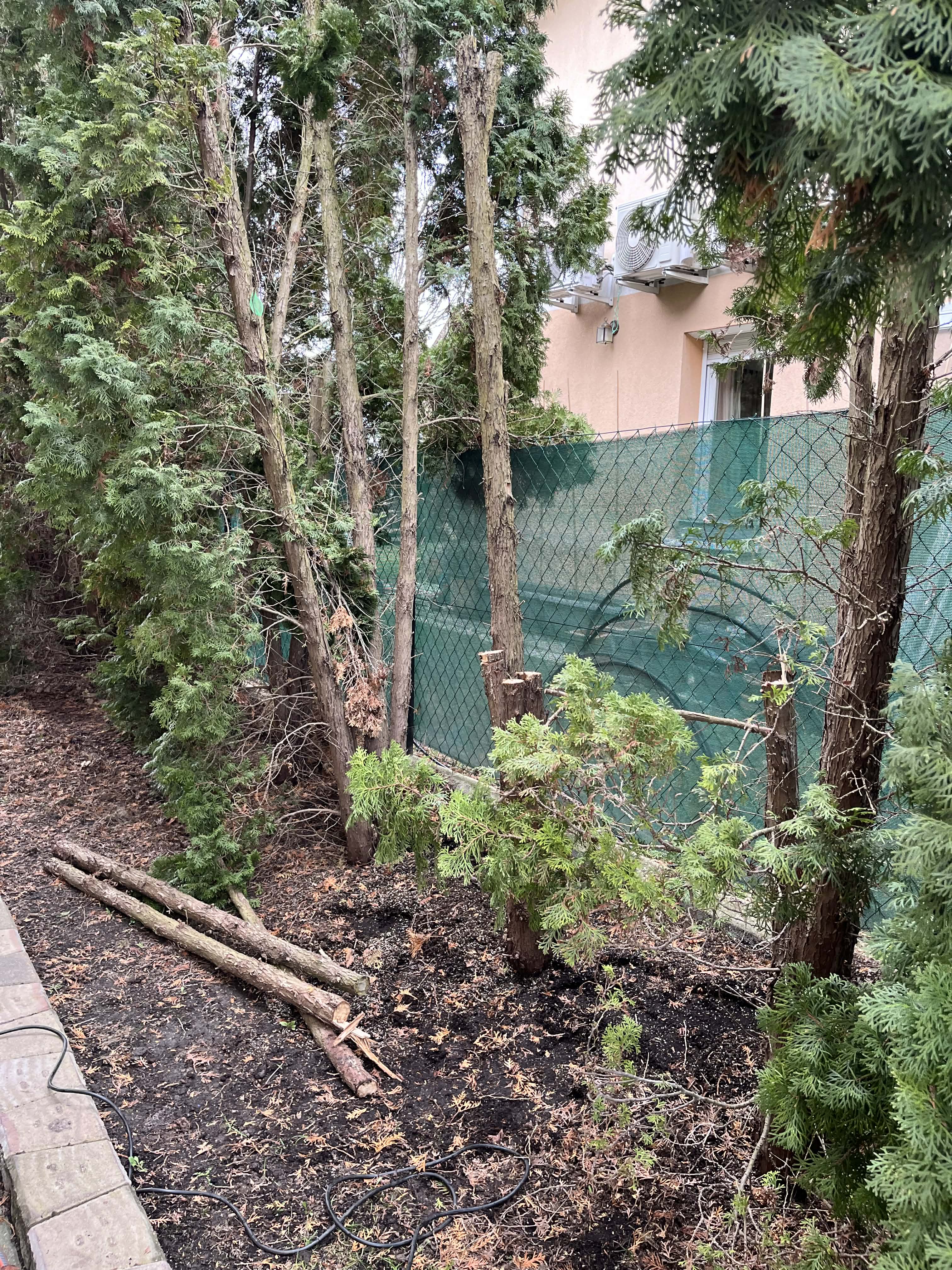 Tuja kivágás folyamat 1