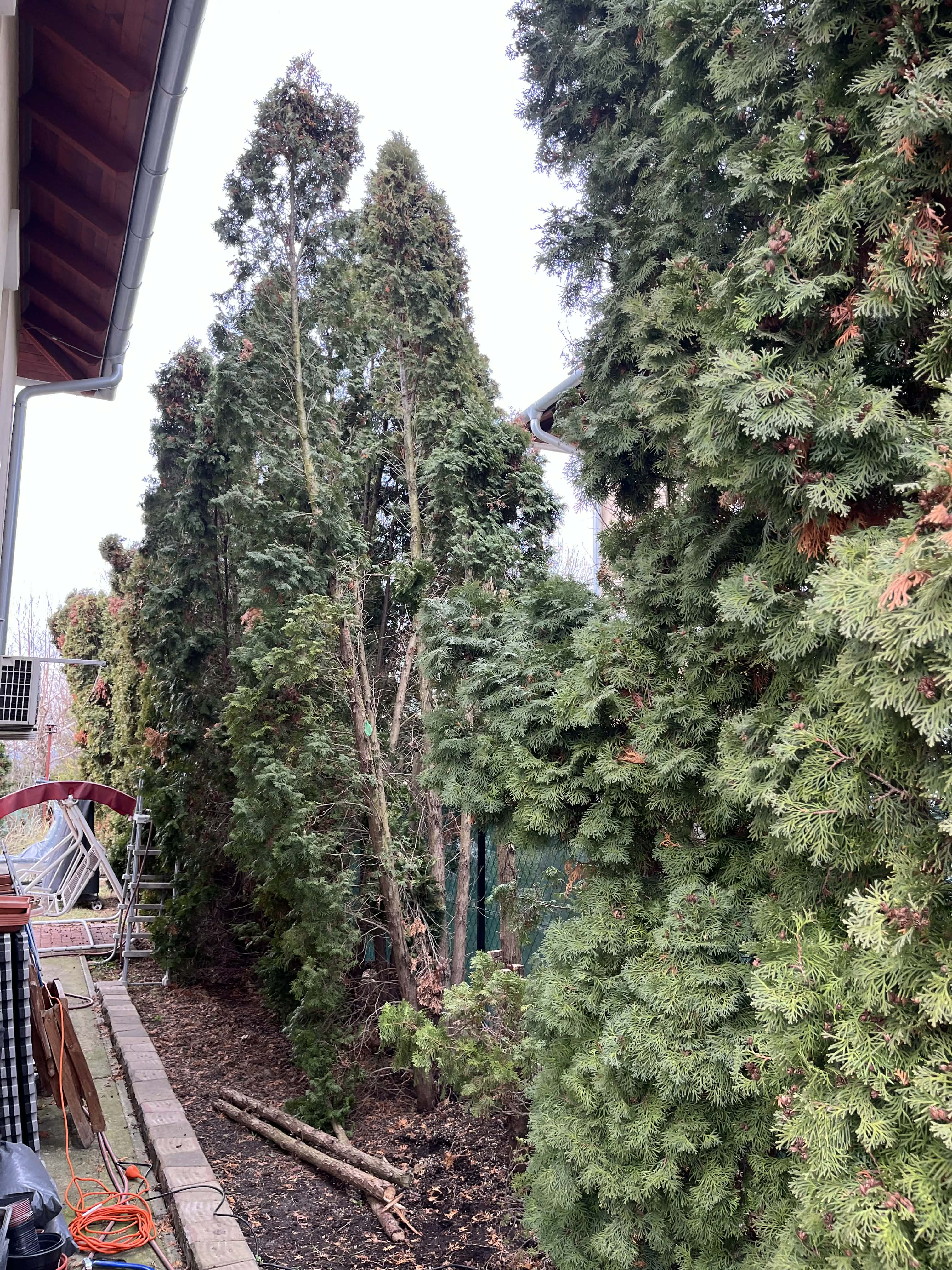 Tuja kivágás folyamat 2